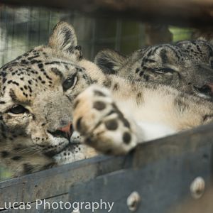 Snow Leopard