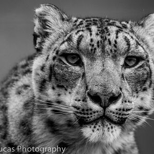 Snow Leopard