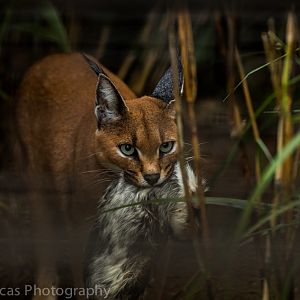 Caracal