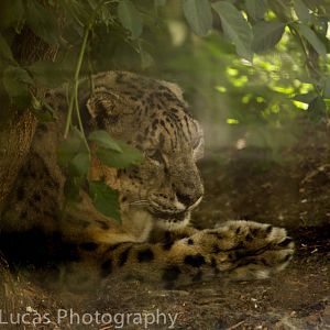 Snow Leopard