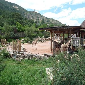 African Rift Valley - Exhibit with 20 Giraffes