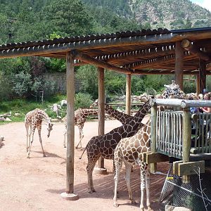 African Rift Valley - Exhibit with 20 Giraffes