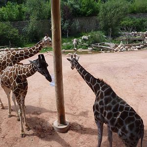 African Rift Valley - Exhibit with 20 Giraffes