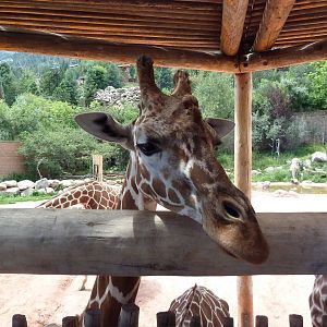 African Rift Valley - Exhibit with 20 Giraffes