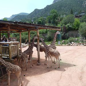 African Rift Valley - Exhibit with 20 Giraffes