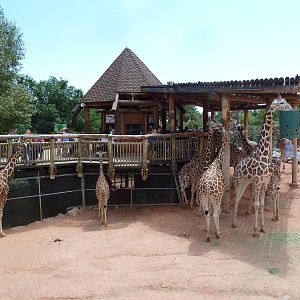 African Rift Valley - Exhibit with 20 Giraffes