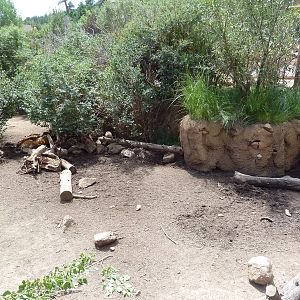 African Rift Valley - Red River Hog Exhibit