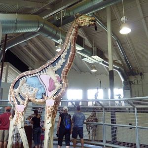 African Rift Valley - Giraffe Barn