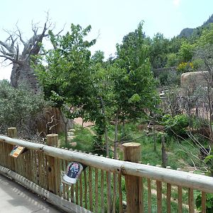 African Rift Valley - Okapi/East African Crowned Crane Exhibit