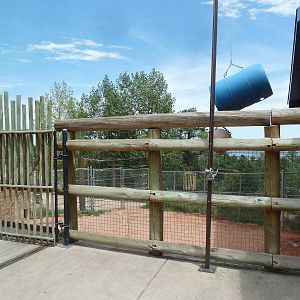 African Rift Valley - Exhibit with 20 Giraffes (side yard)