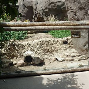 African Rift Valley - Meerkat Exhibit