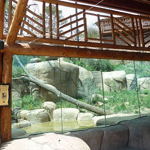Encounter Africa - Lion Exhibit (New in 2013)