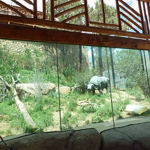 Encounter Africa - Lion Exhibit (New in 2013)