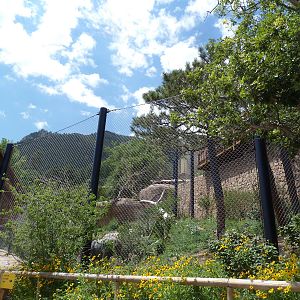 Encounter Africa - Lion Exhibit Side View (New in 2013)