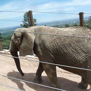 Encounter Africa - Elephant Exhibit Trail (New in 2013)