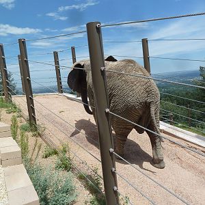 Encounter Africa - Elephant Exhibit Trail (New in 2013)