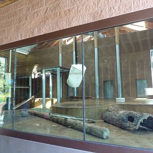 Encounter Africa - Lion Indoor Exhibit (New in 2013)