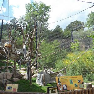 African Rift Valley - Colobus Monkey/Rock Hyrax Exhibit