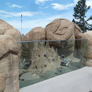 Encounter Africa - Meerkat Exhibit (New in 2013)