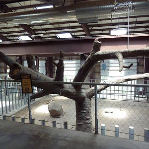 Encounter Africa - Elephant Exhibit Barn (New in 2013)