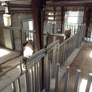 Encounter Africa - Elephant Exhibit Barn (New in 2013)