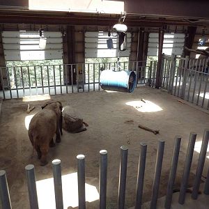 Encounter Africa - Elephant Exhibit Barn (New in 2013)