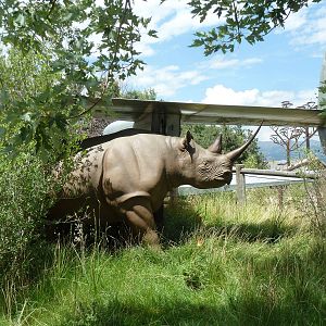 Encounter Africa - Black Rhino Shoots Water! (New in 2013)