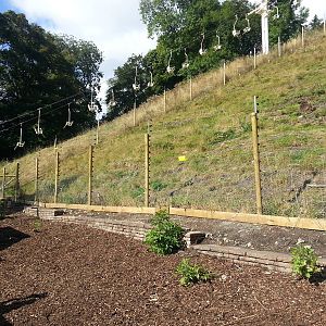 Gelada Baboon exhibit