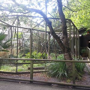 Black Howler Monkey exhibit