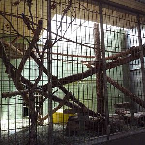 1942 Monkey Pavilion - Coati Exhibit