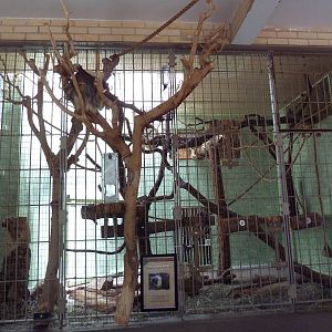1942 Monkey Pavilion - Hoffman's Two-Toed Sloth (outside) + Goeldi's Monkey