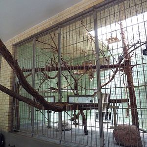 1942 Monkey Pavilion - Geoffrey's Marmoset Exhibit