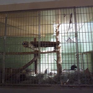 1942 Monkey Pavilion - Black Mangabey Exhibit