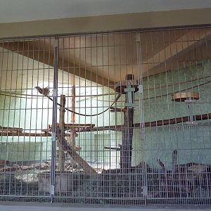 1942 Monkey Pavilion - Syke's Guenon Exhibit
