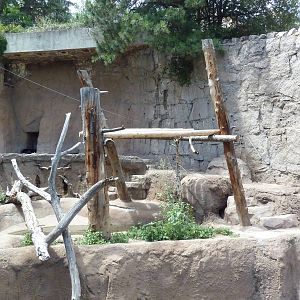 Asiatic Black Bear Grotto