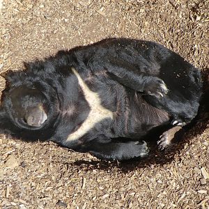 Asiatic Black Bear