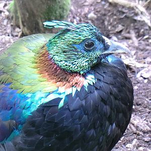 Himalayan monal