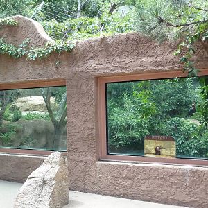 Southern Ground Hornbill Exhibit (old lion enclosure)