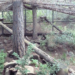 Asian Highlands - Pallas Cat Exhibit