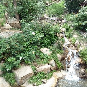 Asian Highlands - Amur Tiger Exhibit