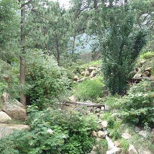 Asian Highlands - Amur Tiger Exhibit - Gorgeous!