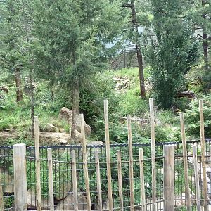 Asian Highlands - Amur Tiger Exhibit