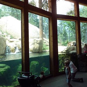 Rocky Mountain Wild - Grizzly Bear Exhibit