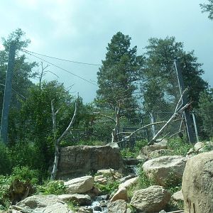 Rocky Mountain Wild - Bald Eagle Exhibit