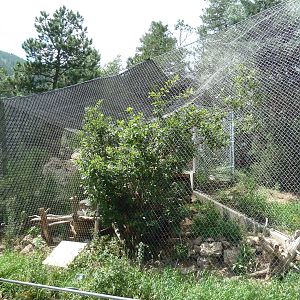 Rocky Mountain Wild - Canadian Lynx Exhibit
