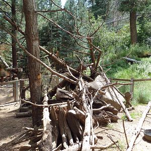 Rocky Mountain Wild - North American Porcupine Exhibit