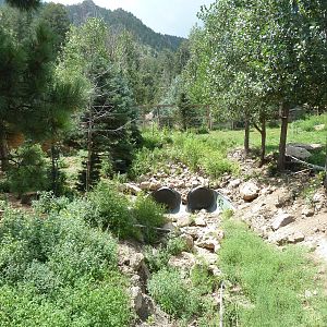 Rocky Mountain Wild - Moose Exhibit
