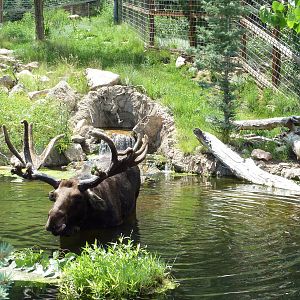Rocky Mountain Wild - Moose Exhibit