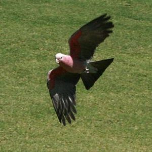 Galah
