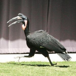 Northern Ground-hornbill